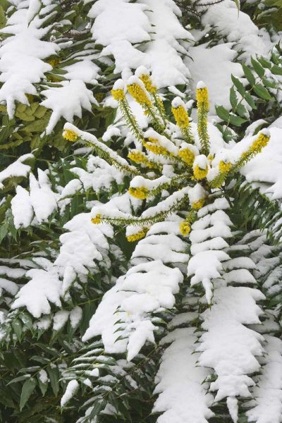 WA, snowy Oregon grape shrub with yellow flowers